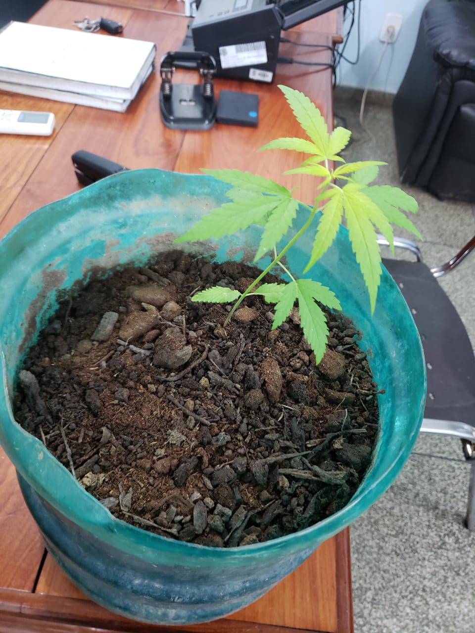 POLÍCIA CIVIL ABRE PROCEDIMENTO POR DROGAS EM MACAPÁ